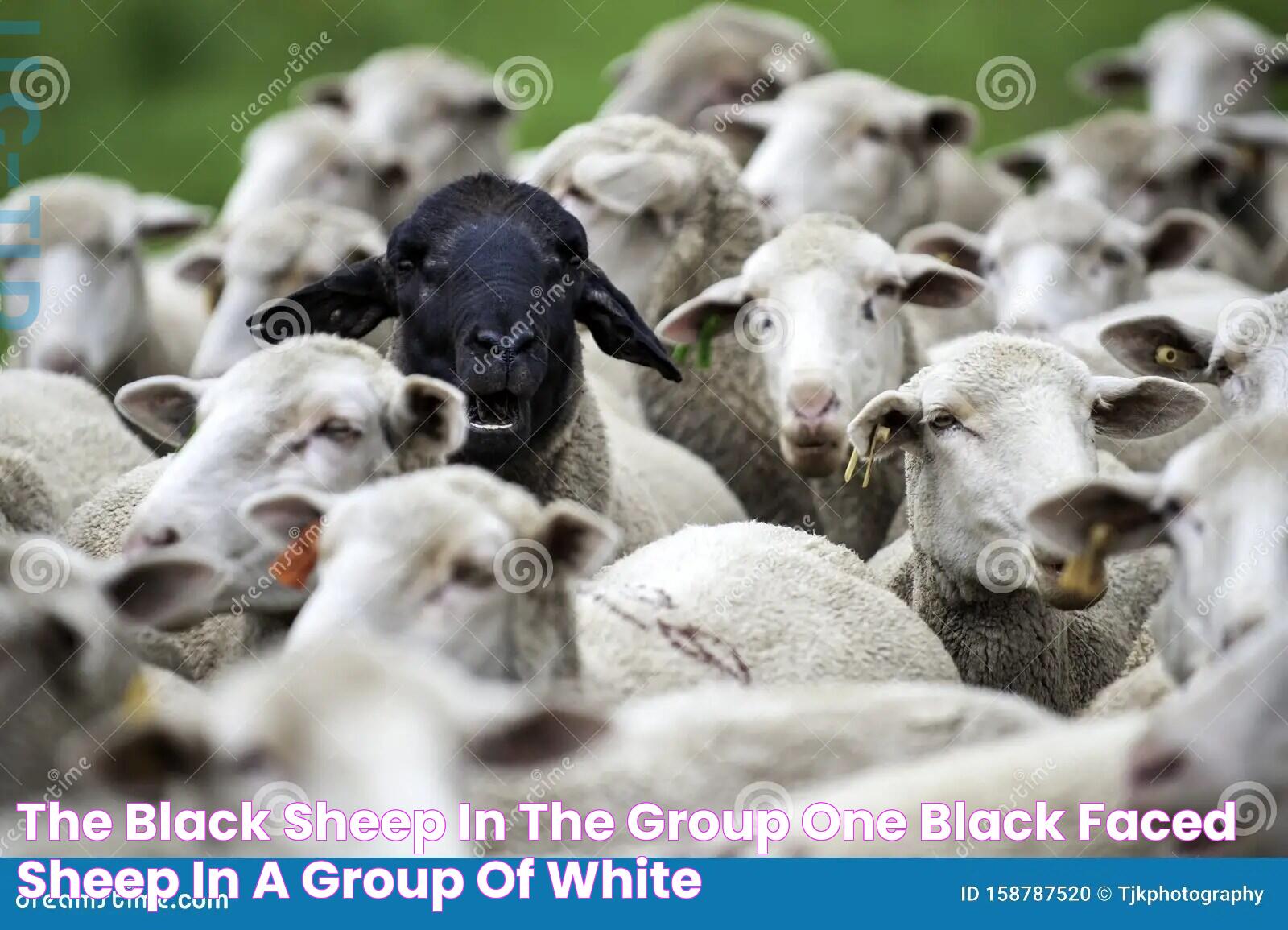 The Black Sheep in the Group, One Black Faced Sheep in a Group of White